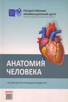 Анатомия человека