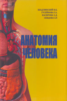 Анатомия человека